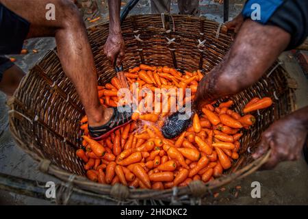 Die Bauern waschen und verarbeiten Karotten Stockfoto