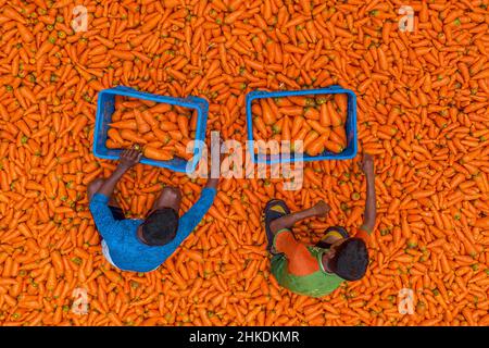 Die Bauern waschen und verarbeiten Karotten Stockfoto