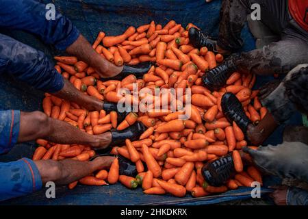 Die Bauern waschen und verarbeiten Karotten Stockfoto
