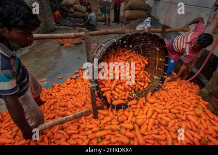 Die Bauern waschen und verarbeiten Karotten Stockfoto