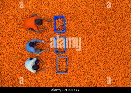 Die Bauern waschen und verarbeiten Karotten Stockfoto