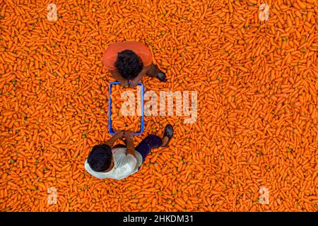 Die Bauern waschen und verarbeiten Karotten Stockfoto