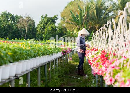 Die Bauern kümmern sich im neuen Jahr des SADEC Tet 2022 um Körbe mit Ringelblumen und Chrysanthemen im Frühlingsgarten Stockfoto