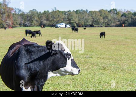 Schwarze, baldy gekreuzten Kuh, die nach rechts schaut, mit negativem Raum mit der Herde und einem weißen Pickup-Truck im Hintergrund, der außer Fokus steht. Stockfoto