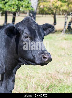 Schwarze Angus-Kuh mit Brucellose-Anhänger im Hochformat. Stockfoto