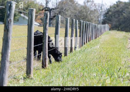 Schwarzes Angus-Kalb, das über den Zaun reicht, um Gras auf der anderen Seite mit negativem Abstand zu weiden. Stockfoto