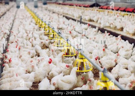 Drinnen Hühnerfarm, Hühner füttern Stockfoto