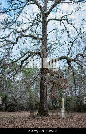 Orrville, Alabama, USA - 26. Januar 2021: Großer Baum neben Gräbern im Neuen Friedhof im Old Cahawba Archaeological Park - Fokus auf den Vordergrund Stockfoto