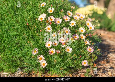 Kleine weiße und rosa Gänseblümchen Blüten und grünes Laub schließen Oben in sonnigen Tag im Stadtpark Stockfoto