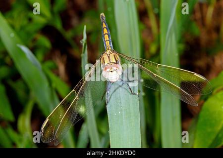 Blauer Skimmer Libelle, Orthetrum caledonicum. Weiblich oder teneral männlich. Vorderansicht mit Gesicht, Mund und Kopf. Coffs Harbour, NSW, Australien Stockfoto