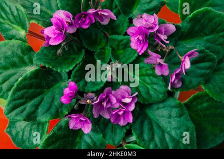 Streptocarpus Blühende Pflanze . Afrikanische Violett Blumen in Blüte . Blumen und grüne Blätter Stockfoto