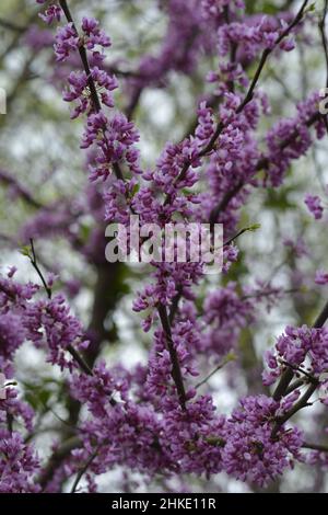 Östlicher Redbud (cercis canadensis) Baum in Bloom in Arkansas Stockfoto