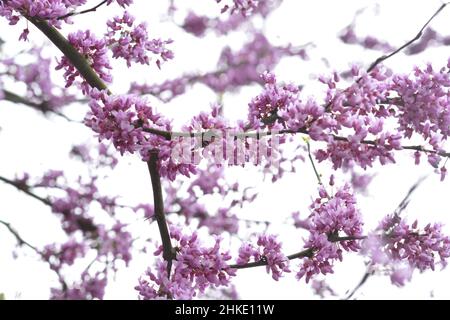 Östlicher Redbud (cercis canadensis) Baum in Bloom in Arkansas Stockfoto