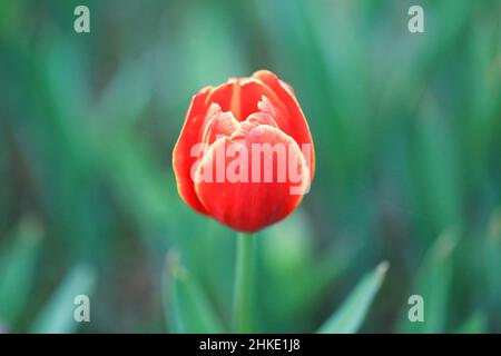 Dhaka, Bangladesch. 03rd. Februar 2022. Tulip, die frühlingsblühende Zierblume, die für ihre schillernde Schönheit bekannt ist und in kälteren Ländern wächst, wird heute in Gazipur großteils kommerziell angebaut. Kredit: SOPA Images Limited/Alamy Live Nachrichten Stockfoto
