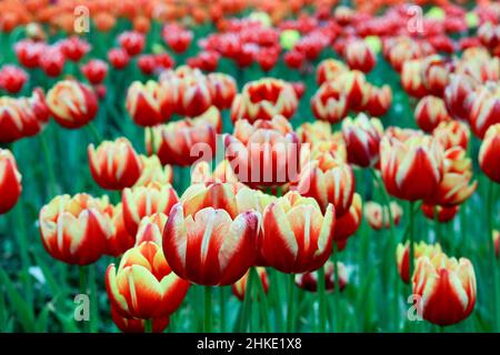 Dhaka, Bangladesch. 03rd. Februar 2022. Tulip, die frühlingsblühende Zierblume, die für ihre schillernde Schönheit bekannt ist und in kälteren Ländern wächst, wird heute in Gazipur großteils kommerziell angebaut. (Foto von MD Manik/SOPA Images/Sipa USA) Quelle: SIPA USA/Alamy Live News Stockfoto