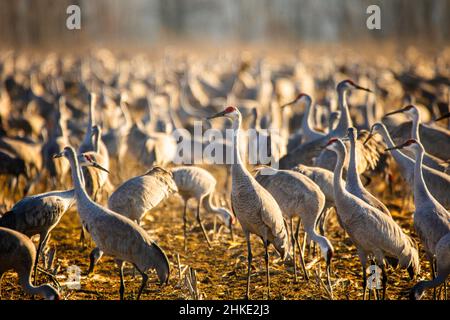 Eine große Schar von Sandhügelkranen posiert während der goldenen Stunde an einem Februarabend. Stockfoto