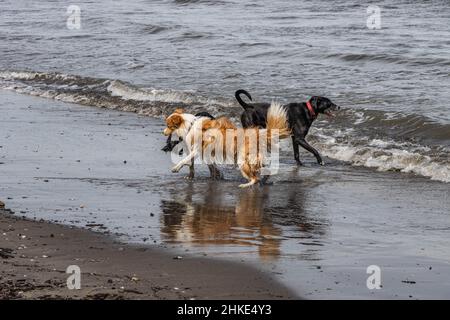 Drei Hunde spielen am Wasser Stockfoto