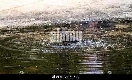 Soor nimmt ein Bad in einer Pfütze. Der Vogel schwimmt im Wasser Stockfoto