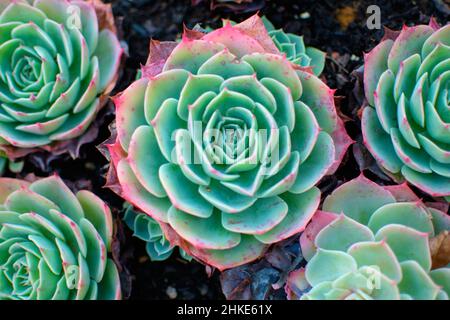 Kaktus y suculenta Echeveria imbricata (Crassulaceae Echeveria) immergrüne Wüstenpflanzen mit dicken Blättern, die sich um einen zentralen Stamm in der Form bilden Stockfoto