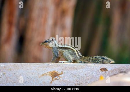 Eichhörnchen auf dem Zaun Stockfoto