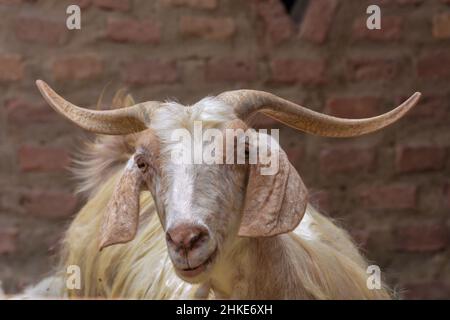 Schönes Ziegenportrait Stockfoto