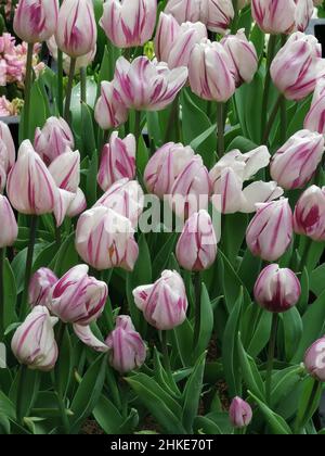 Vertikale Aufnahme von weißen und rosa Tulpen, die auf einem Garten blühen Stockfoto