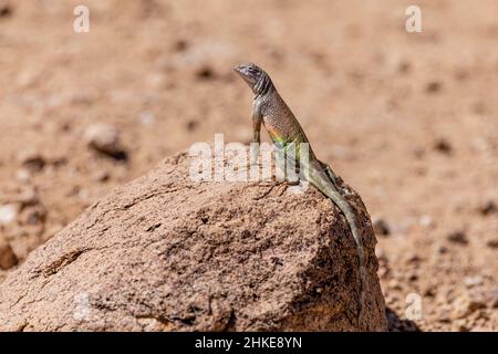 Eidechsen ohne Ohren zeigen im Frühjahr ihre Brutfarben. Stockfoto