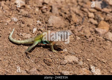 Eidechsen ohne Ohren zeigen im Frühjahr ihre Brutfarben. Stockfoto