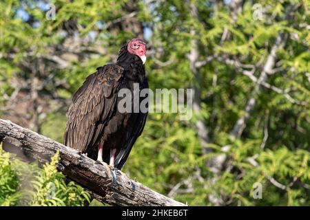 Ein einsamer putengeier brüht auf einem toten Ast. Stockfoto