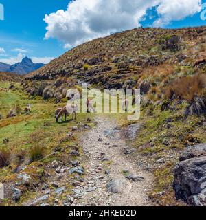 Lamas (Lama glama) auf dem Wanderweg der Garcia Moreno Wanderung, Caja Nationalpark, Cuenca, Ecuador. Stockfoto