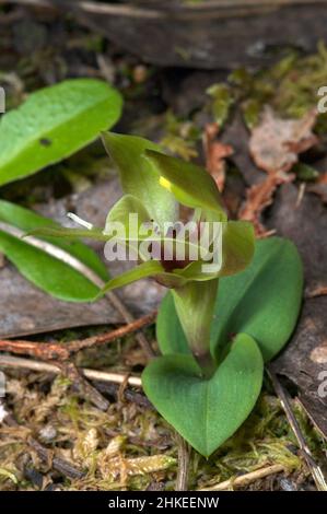 Vogelorchideen sind in Victoria ziemlich häufig, aber diese Grüne Vogelorchidee (Chiloglottis Cornuta) ist ziemlich selten. Gefunden im Hochkins Ridge Flora Reserve. Stockfoto