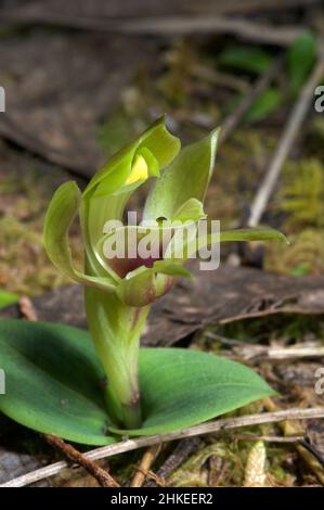 Vogelorchideen sind in Victoria ziemlich häufig, aber diese Grüne Vogelorchidee (Chiloglottis Cornuta) ist ziemlich selten. Gefunden im Hochkins Ridge Flora Reserve. Stockfoto