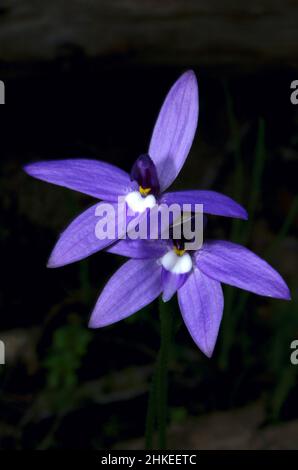 Ein Paar Wax Lips Orchids (Glossodia Major), das ihre purpurne Schönheit im Hochkins Ridge Flora Reserve in Croydon North, Victoria, Australien, zeigt. Stockfoto