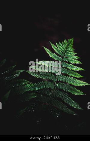 Eine launische Nahaufnahme eines tauen Farnstiels gegen den dunklen Waldboden Stockfoto