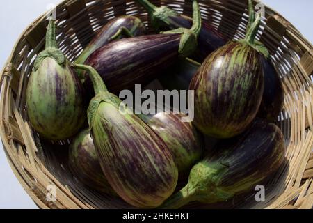 Lila und grün gestreifte dua-farbige Brinjals im Korb. Auberginen- oder Auberginen-Gemüse aus dem südasiatischen Indien Gujarat. Stockfoto