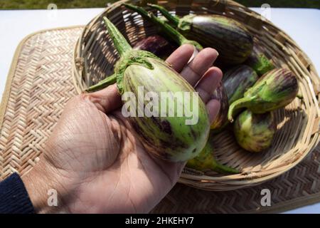 Lila und grün gestreifte dua-farbige Brinjals im Korb. Auberginen- oder Auberginen-Gemüse aus dem südasiatischen Indien Gujarat. Brinjalgemüse bei Weibchen Stockfoto