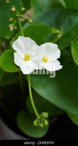 Schöne weiße schleichende Burhead Blumen oder Texas Schlamm Baby Blumen, Wasserpflanze Stockfoto