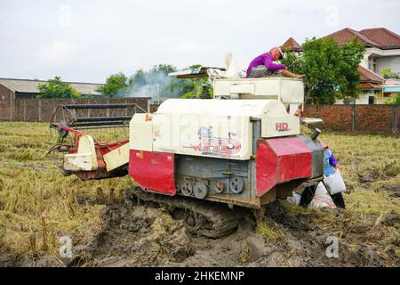 Patii, Indonesien - August 2023 : zur Ernte der Felder wird eine automatische Reismaschine eingesetzt, die in der Erntesaison reif und gelb ist. Stockfoto
