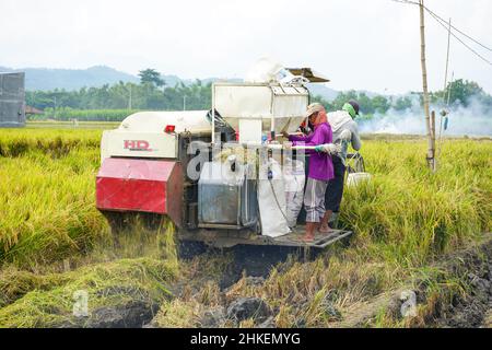 Patii, Indonesien - August 2023 : zur Ernte der Felder wird eine automatische Reismaschine eingesetzt, die in der Erntesaison reif und gelb ist. Stockfoto