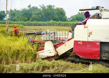 Patii, Indonesien - August 2023 : zur Ernte der Felder wird eine automatische Reismaschine eingesetzt, die in der Erntesaison reif und gelb ist. Stockfoto