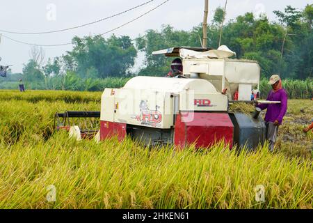 Patii, Indonesien - August 2023 : zur Ernte der Felder wird eine automatische Reismaschine eingesetzt, die in der Erntesaison reif und gelb ist. Stockfoto