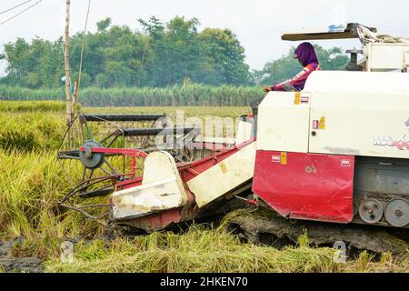 Patii, Indonesien - August 2023 : zur Ernte der Felder wird eine automatische Reismaschine eingesetzt, die in der Erntesaison reif und gelb ist. Stockfoto