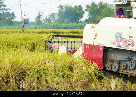 Patii, Indonesien - August 2023 : zur Ernte der Felder wird eine automatische Reismaschine eingesetzt, die in der Erntesaison reif und gelb ist. Stockfoto