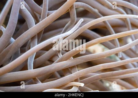 Snakelocks Anemone in einem Rockpool in Wembury Beach Stockfoto