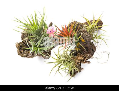 tillandsia Pflanze vor weißem Hintergrund Stockfoto