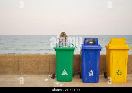 Der Affe wirft den Müll in den Behälter. Recycling-Ideen zur Lösung von Umweltproblemen Stockfoto