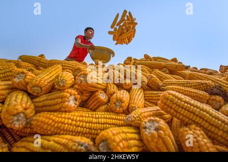 Die Landwirte machen Mais und Hühneraugen zum Verkauf bereit Stockfoto