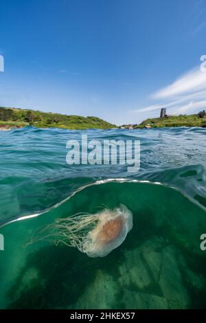 Eine nicht so blau blaue Qualle, die in Wembury Bay schwimmt Stockfoto