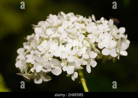 Hortensia arborescens Annabelle. Glatte Hydrangea „Annabelle“ (Hydrangea arborescens). Weiße Kugeln Sommerblumen. Stockfoto