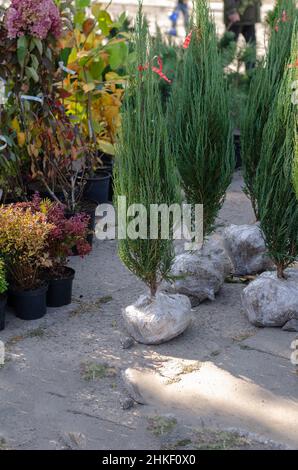 Bauernmarkt im Freien. Immergrüne Baum- und Strauchkeimlinge auf der Farmer's Fair. Junge Bäume mit Wurzeln in Verpackungsfolie gewickelt. Straße trad Stockfoto